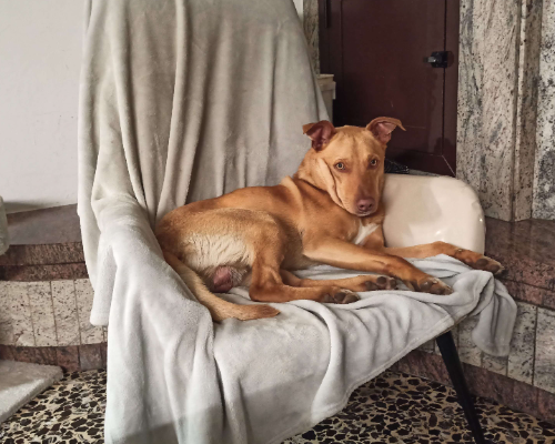 Adotta un cane, maschio, 2 anni  e 8 mesi , Chieti