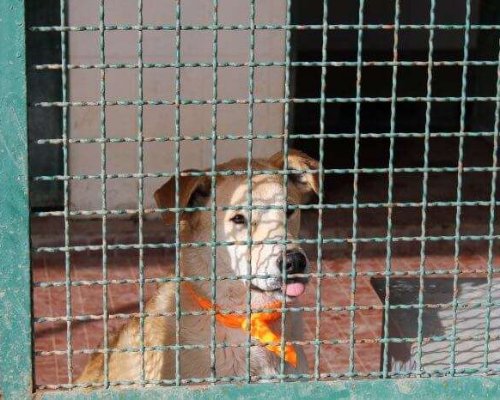 Foto 3 dell'animale
