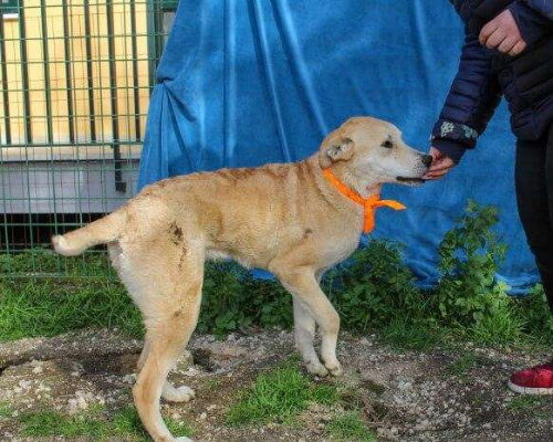 Vuoi adottare un cane a Caserta?