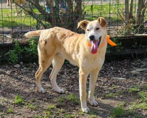 Adotta un cane, maschio, 5 anni  e 2 mesi , Caserta