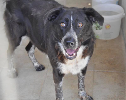 Vuoi adottare un cane a Napoli?