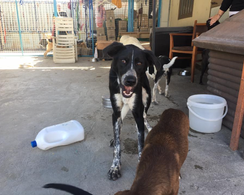 Adotta un cane, femmina, 8 anni  e 6 mesi , Napoli