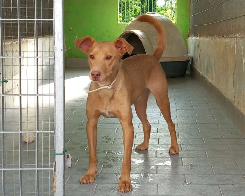 Foto dell'animale