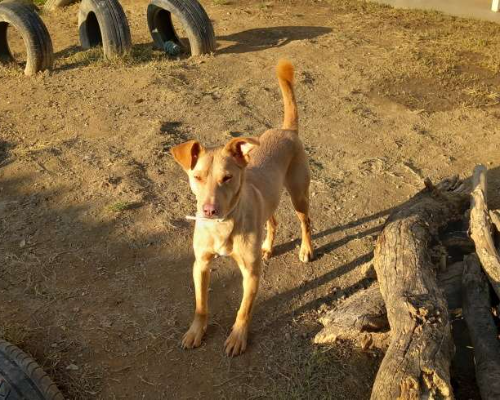 Adotta un cane, taglia media contenuta, maschio, Torino
