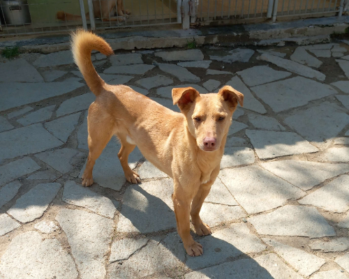 Adotta un cane, maschio, 6 anni  e 3 mesi , Torino