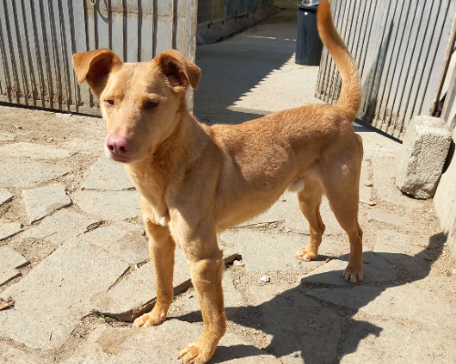 Vuoi adottare un cane a Torino?