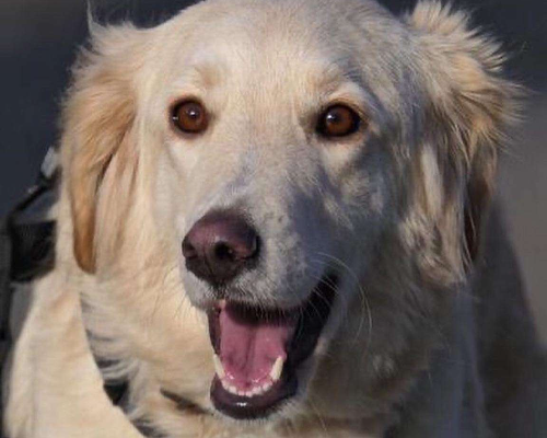 Adotta un cane, taglia media, femmina, Pavia