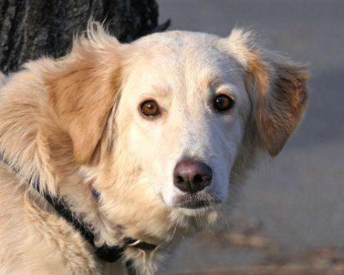 Adotta un cane, femmina, 8 anni e 6 mesi, Pavia