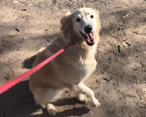 Adotta il cane Lucy a Pavia