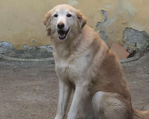 Vuoi adottare un cane a Pavia?
