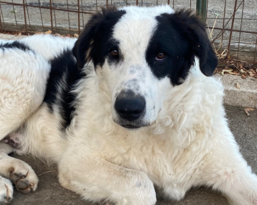 Adotta un cane, taglia grande, maschio, Potenza