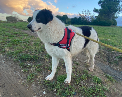 Adotta un cane, maschio, 4 anni e 8 mesi, Potenza