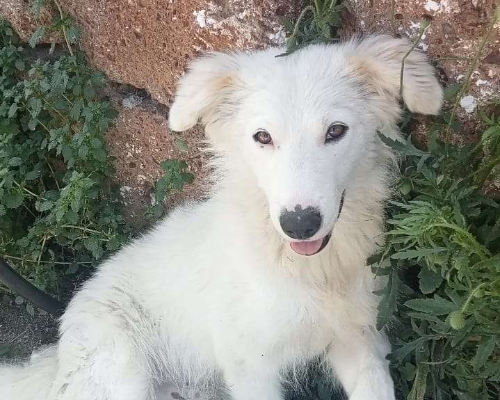 Vuoi adottare un cane a Viterbo?