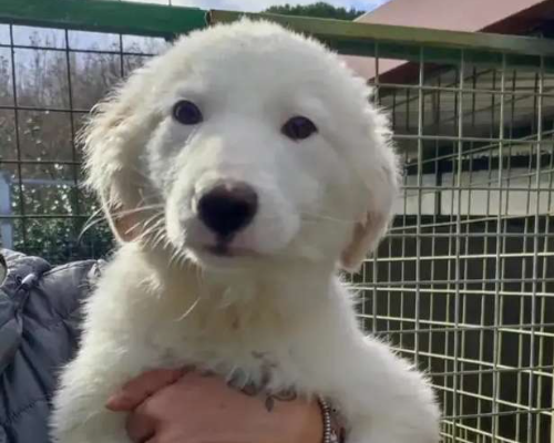 Adozione cane, maschio, Pastore maremmano, 3 anni, taglia grande, Viterbo