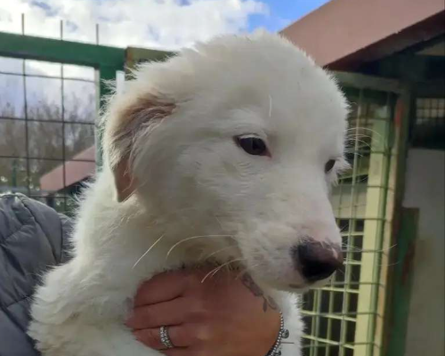 Adotta un cane, maschio, 3 anni, Viterbo