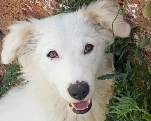 Adotta un cane, taglia grande, maschio, Viterbo