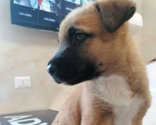 Adotta un cane, femmina, 3 anni , Napoli