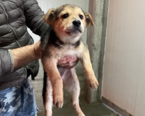 Adotta un cane, femmina, 3 anni e 5 mesi, Torino