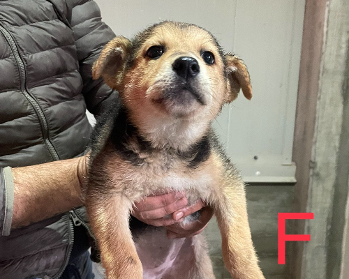 Adozione cane, femmina, meticcio, 3 anni e 5 mesi, taglia media, Torino