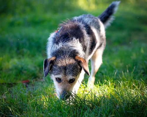 Adotta un cane, femmina, 10 anni  e 4 mesi , Milano