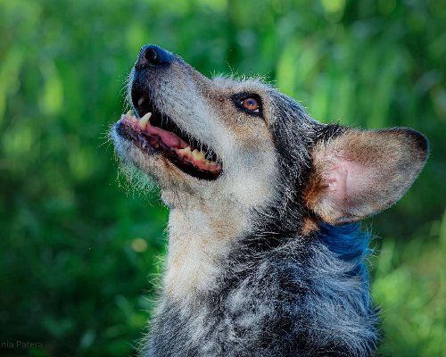 Vuoi adottare un cane a Milano?