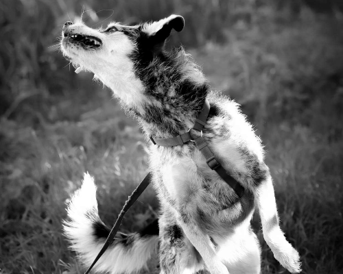 Adotta un cane, taglia media, femmina, Milano