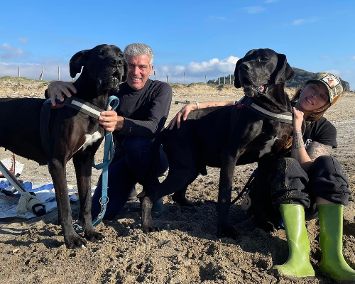 Adozione cane, maschio, Alano, 6 anni, taglia gigante, Napoli