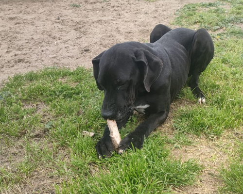 Adotta un cane, maschio, 6 anni, Napoli