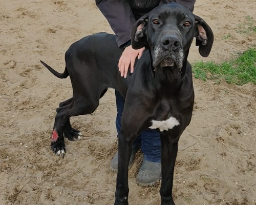 Adotta un cane, taglia gigante, maschio, Napoli