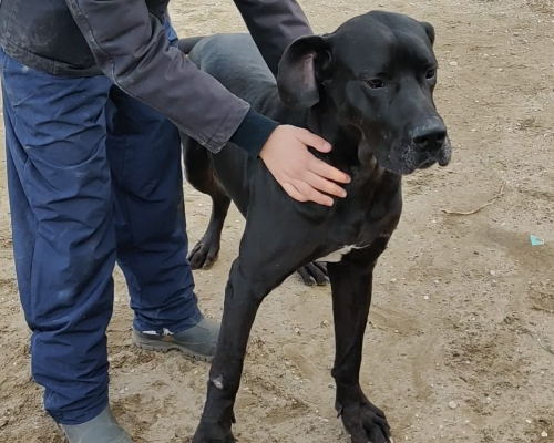 Vuoi adottare un cane a Napoli?
