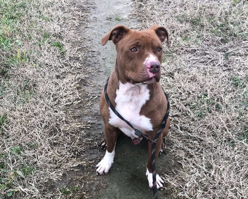 Adotta un cane, taglia media, maschio, Pavia