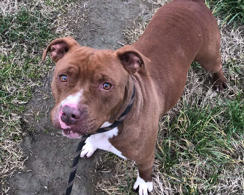 Adotta un cane, maschio, 5 anni , Pavia