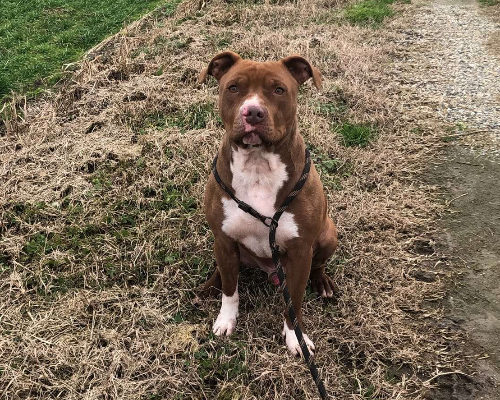Adotta il cane Leon a Pavia