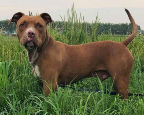 Vuoi adottare un cane a Pavia?