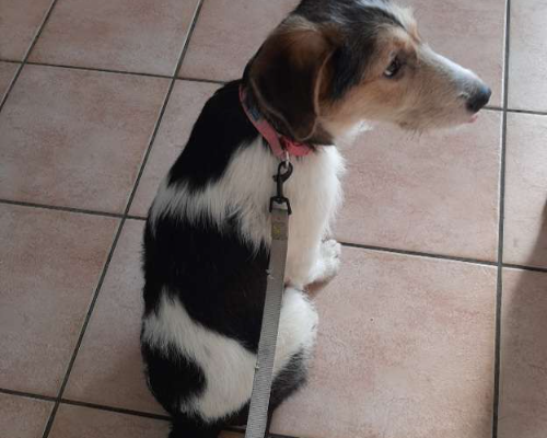 Vuoi adottare un cane a Caserta?