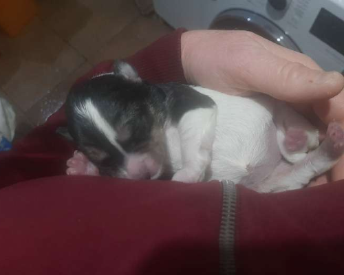 Adotta il cane Akira a Caserta