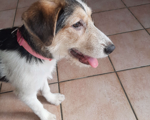 Adotta un cane, femmina, 2 anni  e 6 mesi , Caserta