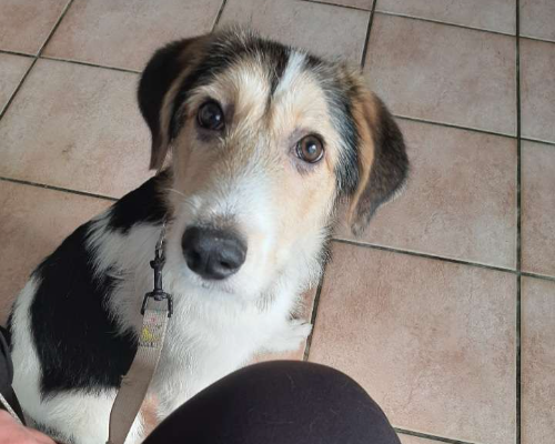 Adotta un cane, taglia media, femmina, Caserta