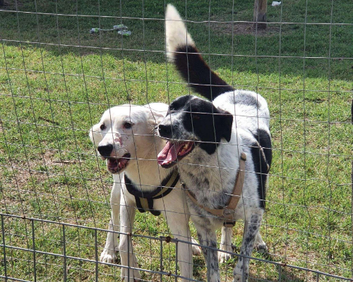 Vuoi adottare un cane a Como?