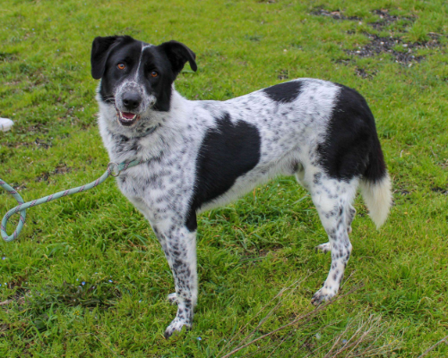 Adotta un cane, maschio, 7 anni , Como