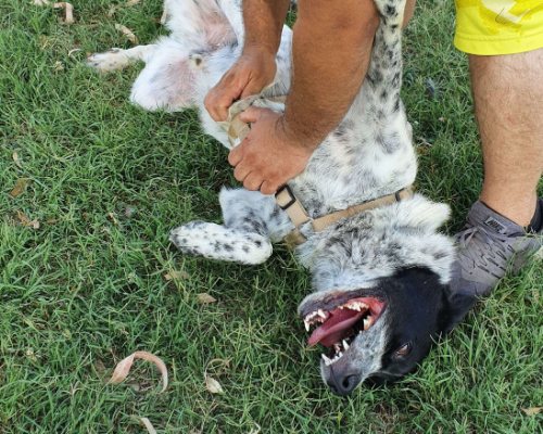 Adotta un cane, taglia grande, maschio, Como