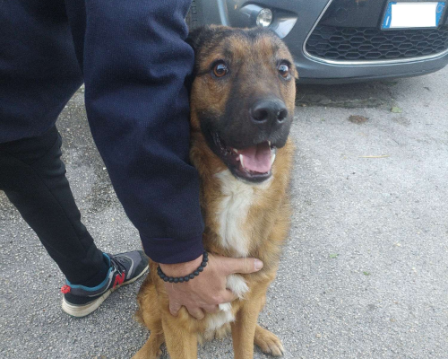 Adotta un cane, taglia grande, maschio, Napoli