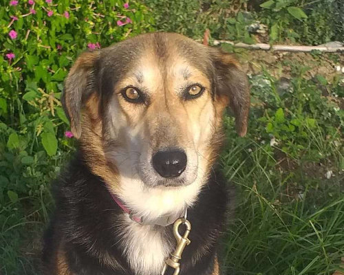 Adotta un cane, femmina, 9 anni  e 4 mesi , Cosenza