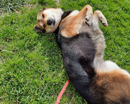 Adotta il cane LILLA a Cosenza