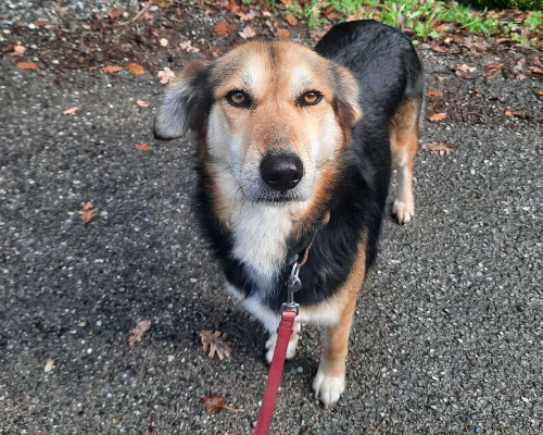 Adotta un cane, taglia grande, femmina, Cosenza