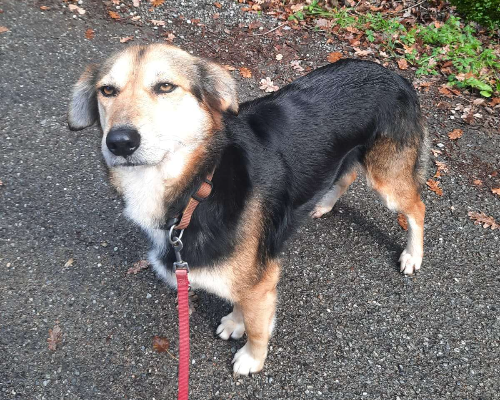 Vuoi adottare un cane a Cosenza?