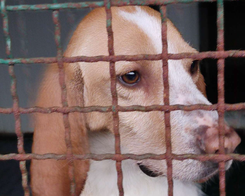 Adotta un cane, taglia media contenuta, maschio, Pavia