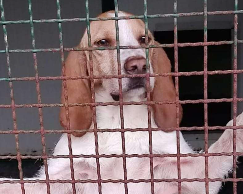 Foto dell'animale