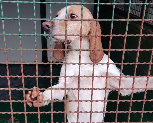 Adotta il cane LORD a Pavia