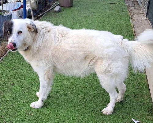 Adotta un cane, taglia grande, maschio, Crotone